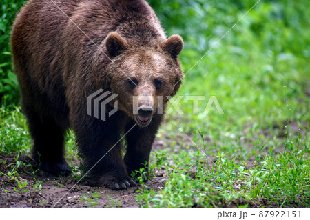 Wild Brown Bear in the summer forest. Animal in natural habitat. Wildlife scene 87922151
