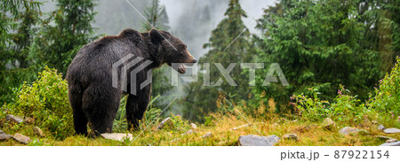 Wild Brown Bear in the summer forest. Animal in natural habitat. Wildlife scene 87922154