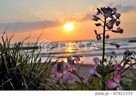 日本海に沈む夕日とハマダイコンの花の写真素材 [87922354] - PIXTA