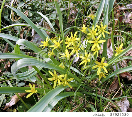 キバナノアマナ(秋田市) キバナノアマナ(秋田市) 87922580