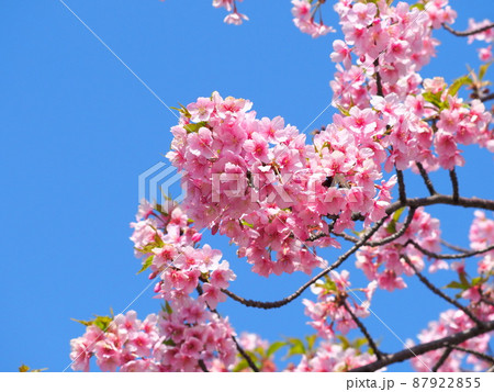 青空と満開の河津桜(カワズラクラ) 青空と満開の河津桜(カワズラクラ) 87922855