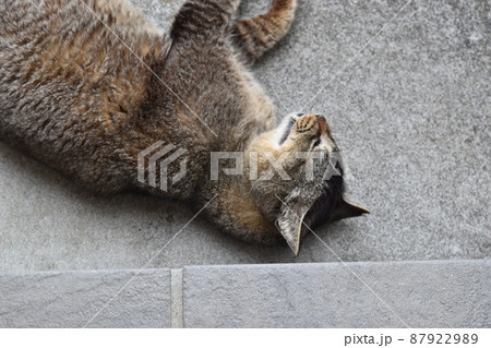 ヒューマ♂ 地域猫 仰向け ヒューマ♂ 地域猫 仰向け 87922989