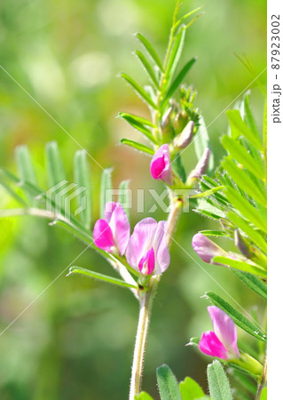 烏野豌豆（カラスノエンドウ）or 矢筈豌豆（ヤハズエンドウ） 87923002