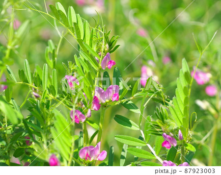 烏野豌豆(カラスノエンドウ)or 矢筈豌豆(ヤハズエンドウ) 烏野豌豆(カラスノエンドウ)or 矢筈豌豆(ヤハズエンドウ) 87923003