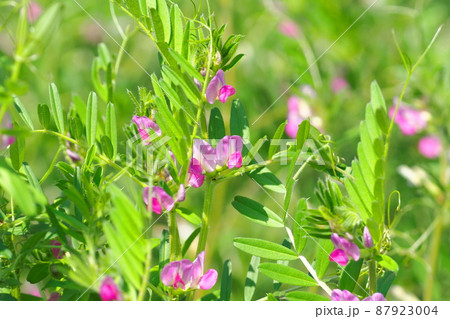 烏野豌豆(カラスノエンドウ)or 矢筈豌豆(ヤハズエンドウ) 烏野豌豆(カラスノエンドウ)or 矢筈豌豆(ヤハズエンドウ) 87923004