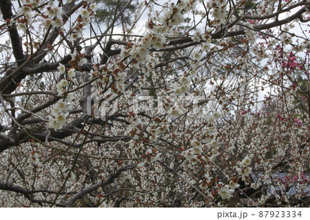 桜の花　開花 87923334