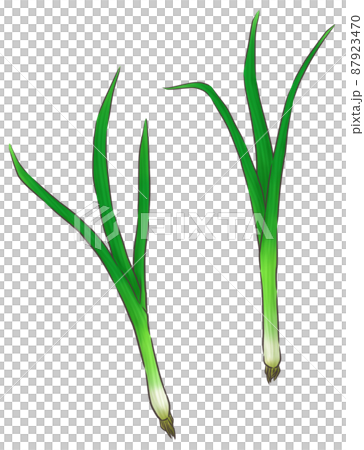 Leaf onion (1 color of line) Leaf onion (1 color of line) 87923470