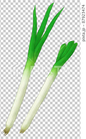 Japanese leek Japanese leek 87923474