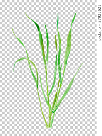 Triticum Wheatgrass watercolor illustration Triticum Wheatgrass watercolor illustration 87923623