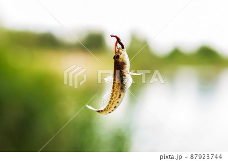 fish goby on the hook with a worm. caught fish on the hook fish goby on the hook with a worm. caught fish on the hook 87923744