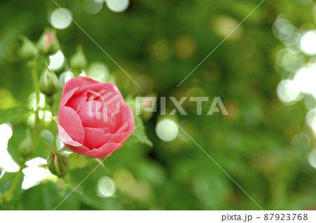 近所のバラ園でみた花 近所のバラ園でみた花 87923768