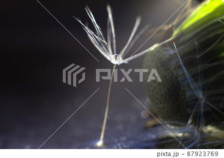 a drop of water on a dandelion. dandelion on a blue dark background with copy space close-up a drop of water on a dandelion. dandelion on a blue dark background with copy space close-up 87923769