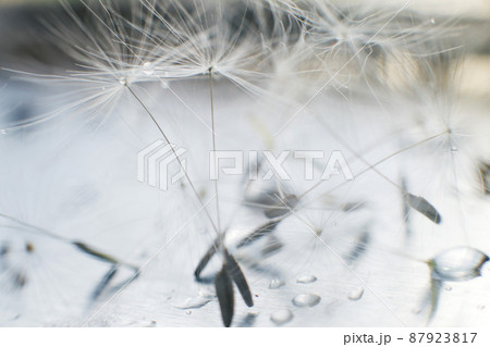dandelion seeds with drops of water on a blue background close-up 87923817