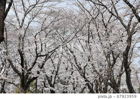 千本桜 神奈川県大和市 87923959