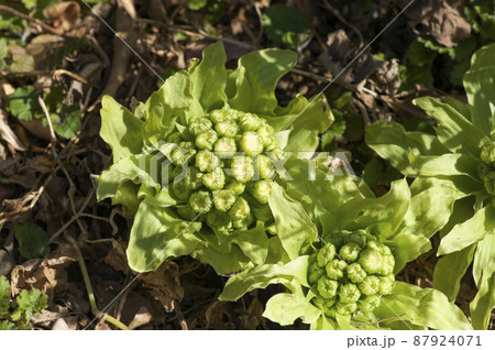蕗の薹 開花したふきのとう 蕗の薹 開花したふきのとう 87924071
