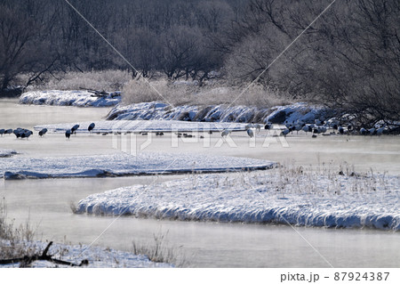 雪裡川の丹頂鶴のねぐら 雪裡川の丹頂鶴のねぐら 87924387
