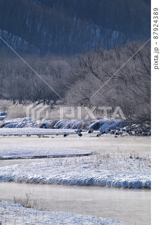 雪裡川の丹頂鶴のねぐら 雪裡川の丹頂鶴のねぐら 87924389