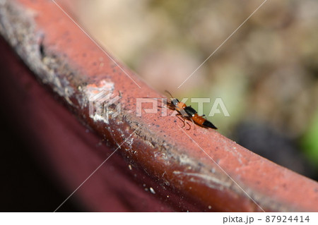 アオバアリガタハネカクシ アオバアリガタハネカクシ 87924414