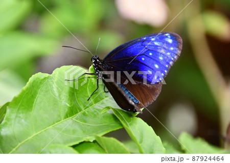 ツマムラサキマダラ（無加工）の写真素材 [87924464] - PIXTA