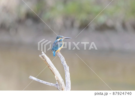 枯れ木で休むカワセミ 87924740