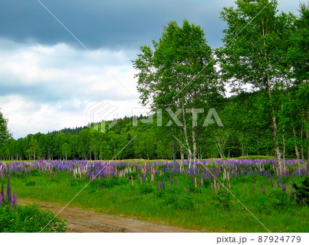 北海道・旧士幌線の十勝三俣駅の跡地に広がるルピナスの群生・大雪山・三股山荘付近・上士幌町(2) 北海道・旧士幌線の十勝三俣駅の跡地に広がるルピナスの群生・大雪山・三股山荘付近・上士幌町(2) 87924779