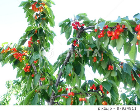 サクランボ さくらんぼ チェリー サクランボ さくらんぼ チェリー 87924911