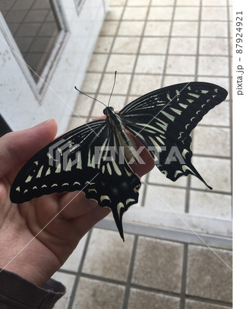 アゲハ蝶　羽を広げる 87924921