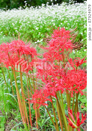 ヒガンバナとソバの花（新潟県） 87924979