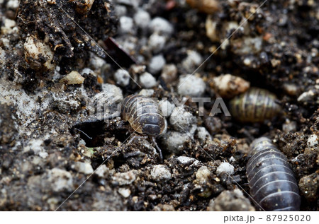 ダンゴムシ ダンゴムシ 87925020