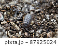 ダンゴムシ 87925024
