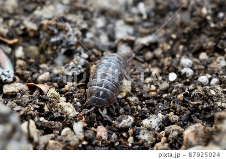 ダンゴムシ ダンゴムシ 87925024