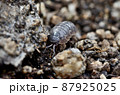 ダンゴムシ 87925025