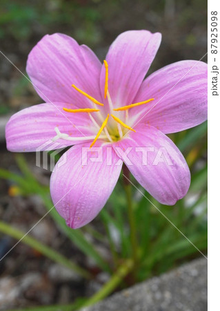 サフランモドキ 87925098