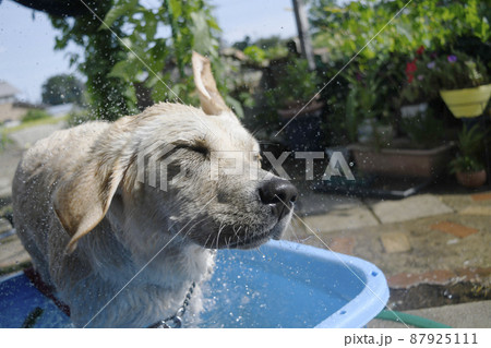 ラブラドールレトリバー　水浴び　真夏　イヌ　犬　戌年　干支　十二支 87925111