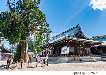 岡山県岡山市　吉備津彦神社　～平安杉と拝殿～ 87925606