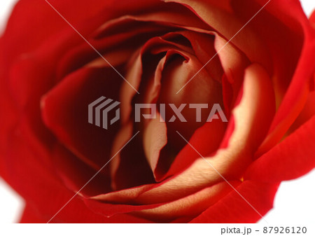 Red rose, close-up 87926120