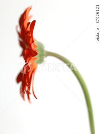 Gerbera daisy 87926121
