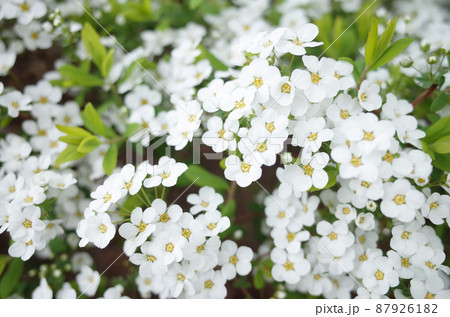 白い小花のユキヤナギ 白い小花のユキヤナギ 87926182