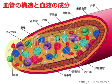 血管の構造と血液の成分(文字有り) 血管の構造と血液の成分(文字有り) 87926297