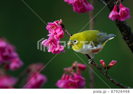 Indian White-eye perching on wild himalayan cherry branch Indian White-eye perching on wild himalayan cherry branch 87926498