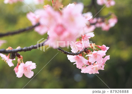河津桜4600 河津桜4600 87926888