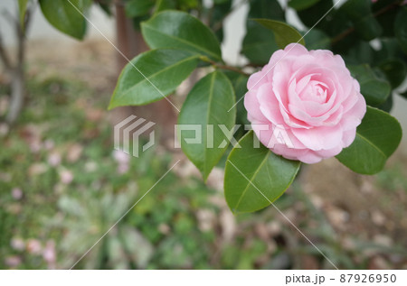 可愛いピンクの椿が咲く 87926950
