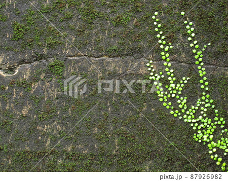 壁と植物 87926982