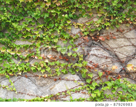 石垣と植物 87926983