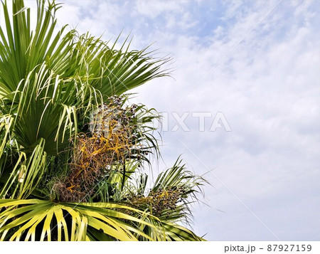実を付けたヤシの木4　沖縄 87927159