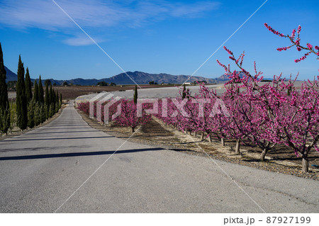 Peach blossom in Cieza, Mirador El Horno in the Murcia region in Spain Peach blossom in Cieza, Mirador El Horno in the Murcia region in Spain 87927199