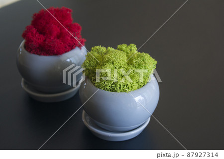 コケ 植木鉢 鉢 87927314