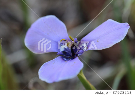 ブルーのお花・・・チリアヤメ ブルーのお花・・・チリアヤメ 87928213