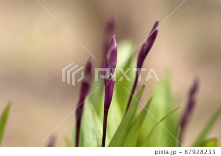 紫蘭の蕾 87928233