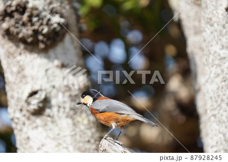 ヤマガラのオスが朝日を浴びる 87928245